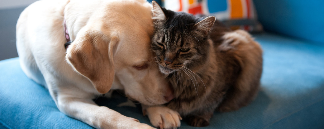 Hund und Katze kuscheln