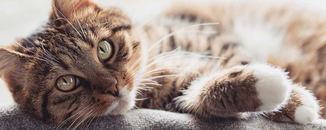 Katze liegt auf Sofalehne